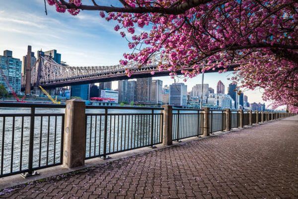 纽约16个赏樱地点清单大公开